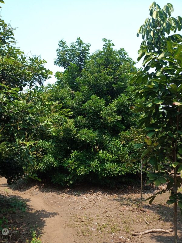 Rambutan Injerto - Image 4