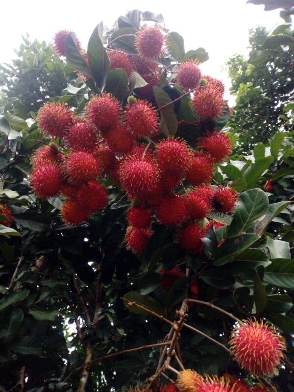Rambutan Injerto - Image 2