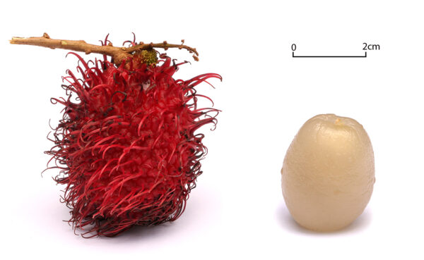 Rambutan Injerto - Image 7