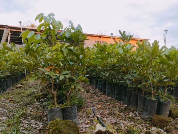 Rambutan Injerto