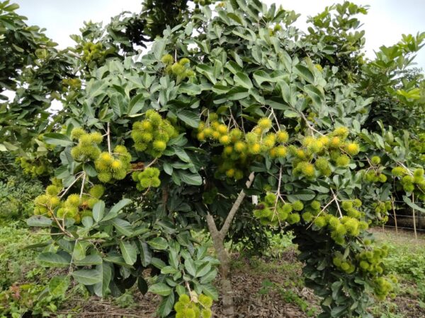 Rambutan Injerto - Image 6