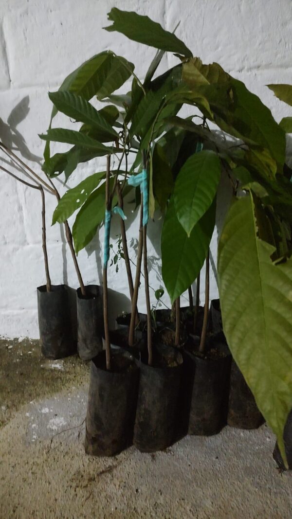 Cacao del rojo