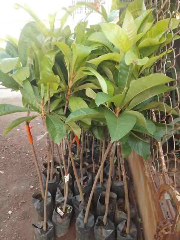 Mangostan - Image 3