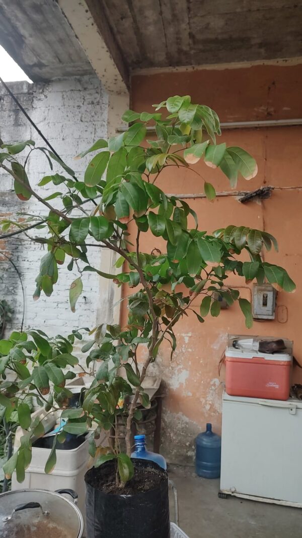 Longan variedad haew 850 - Image 3