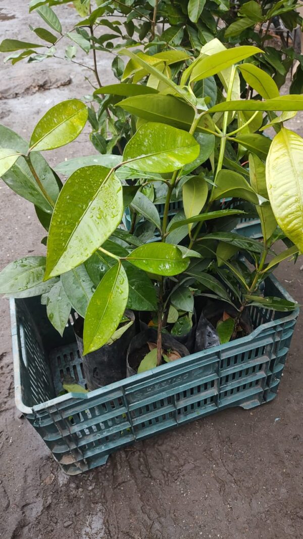 Mangostan - Image 2