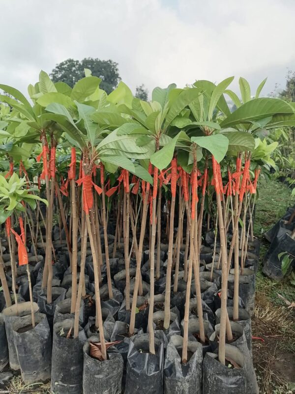 Mangostan